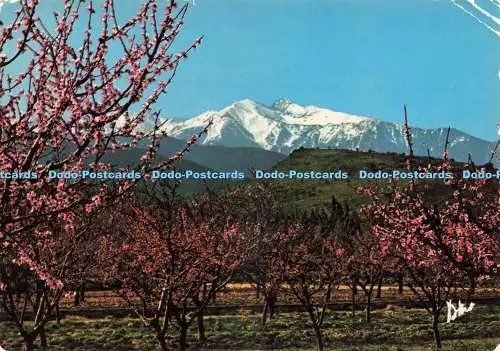 D234115 Le Canigou Au Printemps Parmi les Pechers en Fleurs Dino 1981