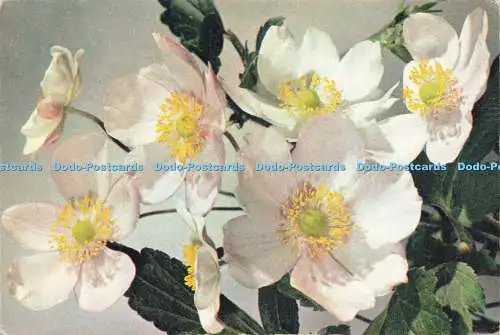 D229494 Japanese Anemone J Arthur Dixon Ltd 1961