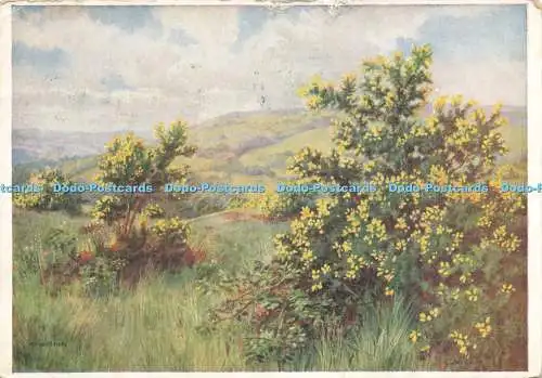 D229497 Gorse Gemeine Furze oder Whin Medici Society Ltd Medici Wildblumenserie