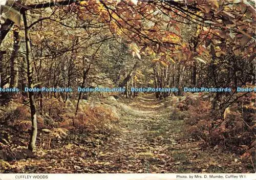 D234151 Cuffley Woods Hertfordshire Federation of Women Institutes Judges Ltd Mr
