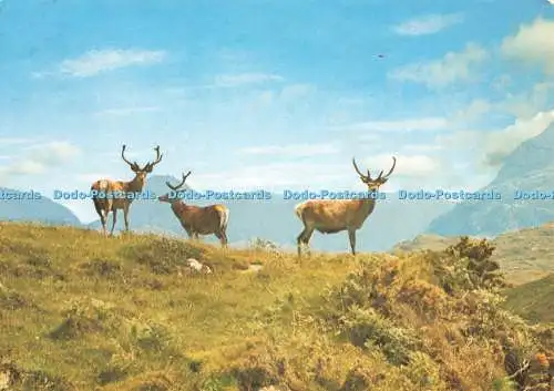 D229507 Rothirsch in den schottischen Highlands J Arthur Dixon W S Thomson