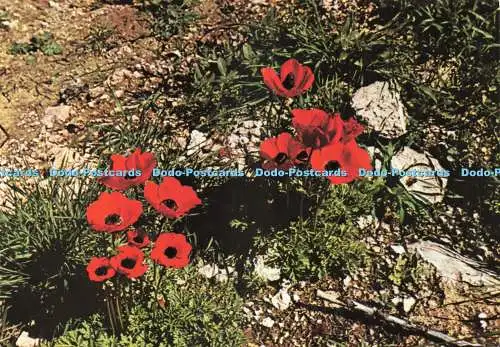 D232833 Anemonenpalphot
