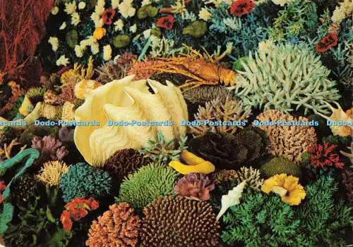 D232847 N Q Great Barrier Reef Shell and Coral Collection Murray Views