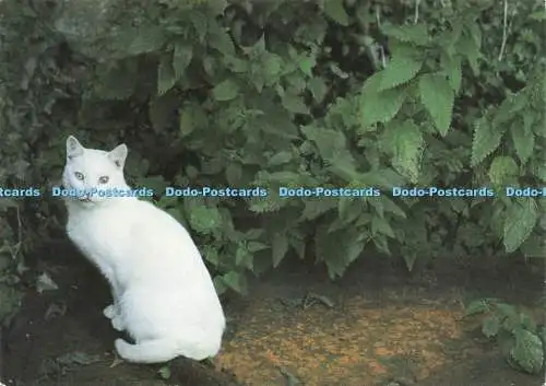D232854 White Cat Chapter and Verse Trevor Wood 1991
