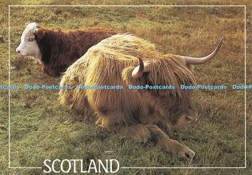 D236439 Schottland Hochlandrinder in Schottland J Arthur Dixon David P Griffiths
