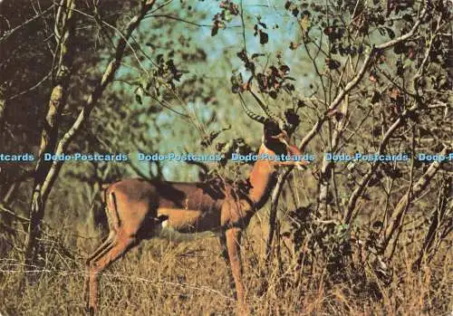 D234193 Südwestafrika Namibia Ovamoland Region Springbock E T W Dennis und so