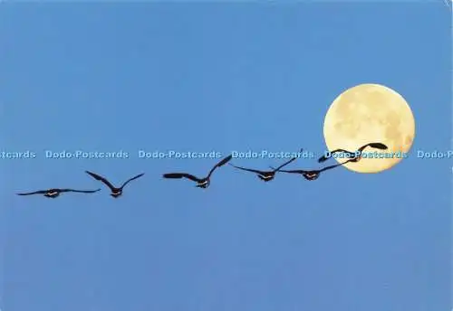 D232897 Full Moon Pin Up Co Ltd Afio