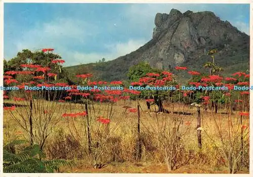 D236494 Südafrika Die schönen Weihnachtsblumen nahe White River Protea Col