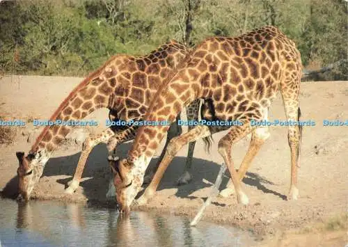 D234281 Giraffe Art Publishers Ltd D J Joubert