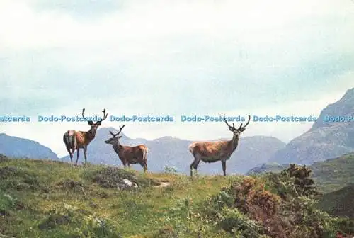 D234284 Red Deer in the Scottish Highlands J Arthur Dixon Ltd