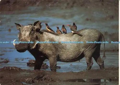 D234285 Warthog Art Publishers Ltd M Reardon