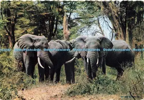 D233055 African Wild Life Elephant S Skulina Pegas Studio