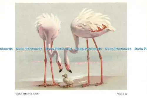 D234375 Flamingo Birdland Gloucestershire Bourton on the Water Beric Tempest und