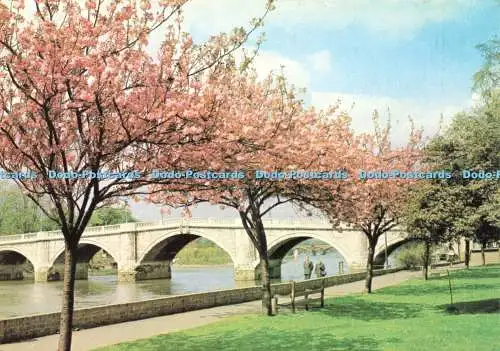 D236635 Surrey Cherry Blossom Time of Richmond J Arthur Dixon H D Keilor