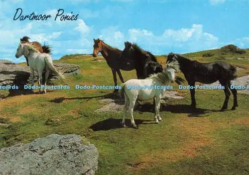 D229748 Dartmoor Ponies J Salmon Ltd Cameracolour