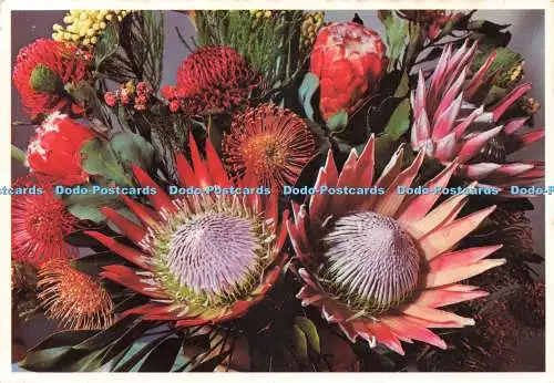 D229778 Südafrika Kap-Halbinsel-Strauß Proteas Arthur englische Drucke ABC