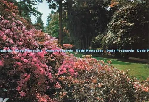 D238989 Lago Maggiore Giardini Dell Isola Madre Reggiori