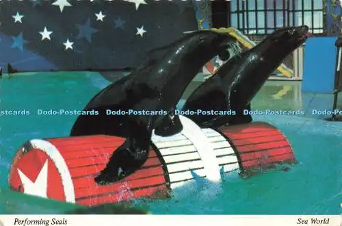 D234435 Performing Seals Seal Show Sea World Inc Mike Roberts