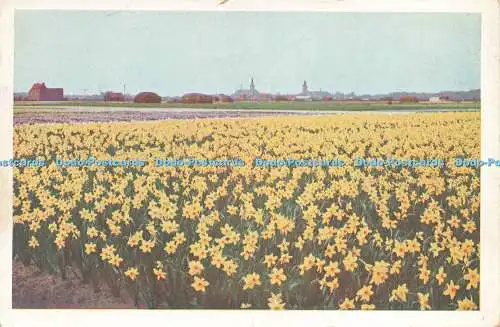 D229806 Veld met Enkele Narcissen N V Luxe Papierwarenhandel v h Roukes and Erha