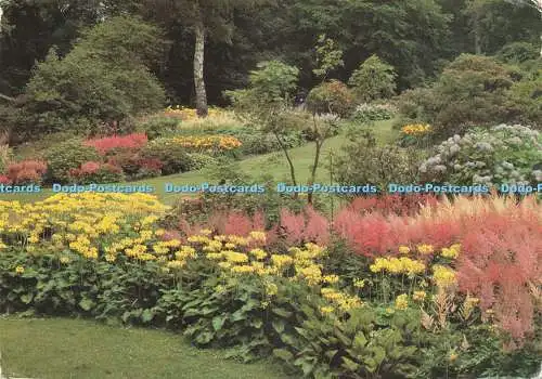 D234457 Die Himalaya-Primula Florindae und Astilben auf Battleston Hill währendJu