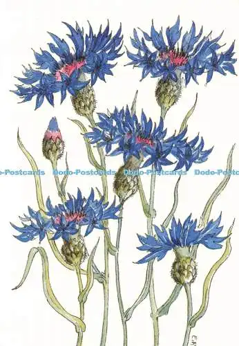 D236727 Kornblumen Lamm Haus Karten Nr 4 Elizabeth Raby