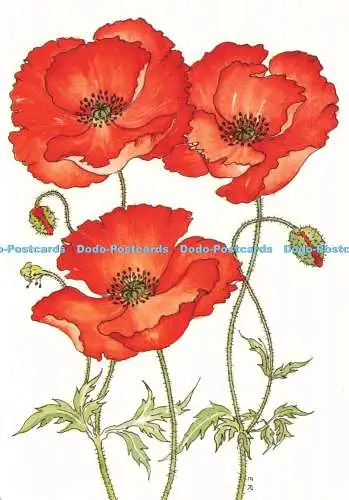 D236729 Mohnblumen Lammhaus Karten Nr 1 Elizabeth Raby