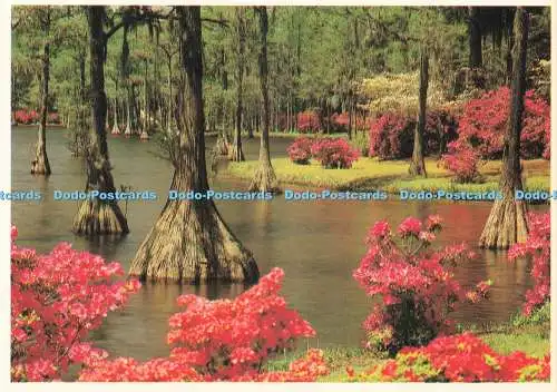 D236738 North Carolina Greenfield Gardens Wilmington Tom und Jerry Plastichrome