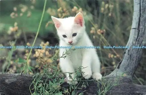D229837 Kitten IFAW