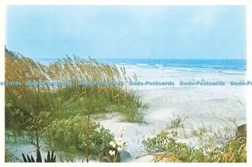 D236743 South Carolina Sea Islands Charleston Postkarte Ernest Ferguson