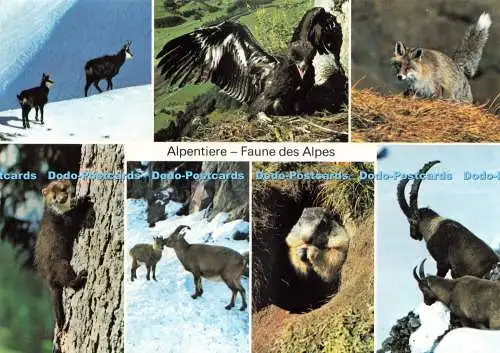 D234513 Alpentiere Faune Des Alpes Gemsen Adler Klopfenstein Multi View