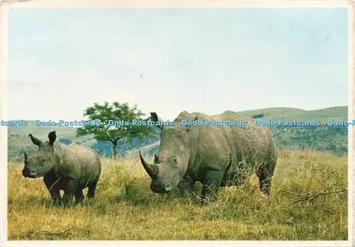 D236774 Zululand White Rhino and Calf Art Publishers Artco and Print Ad P R Nel