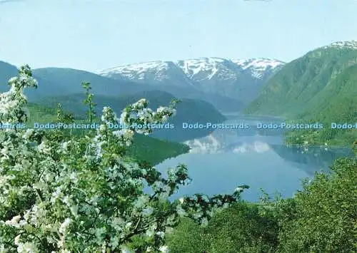 D233212 Norwegen Ulvik Hardanger Fjord Normann