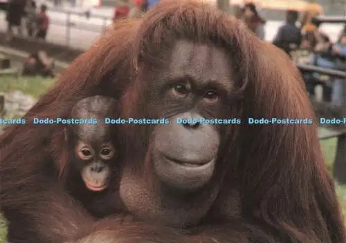 D234527 Orang Utan und Baby leben Baumleben im Wald Südostasiens