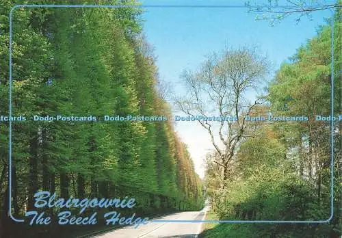 D239111 Blairgowrie The Beech Hedge Whiteholme
