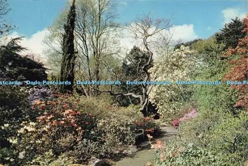 D234548 Denbighshire In The North Garden Bodnant J Arthur Dixon 1964