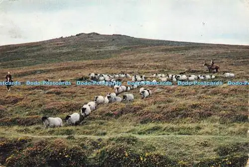 D234571 Devon Rounding Up Sheep on Dartmoor J Arthur Dixon 1966