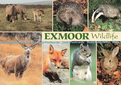 D236839 Exmoor Wildlife J Salmon Multi View