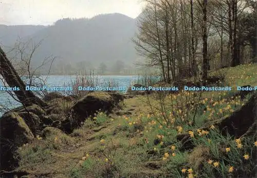 D229939 Narzissen auf Ullswater der Stelle, wo Wordsworth sein Gedicht schrieb Tom Wrig