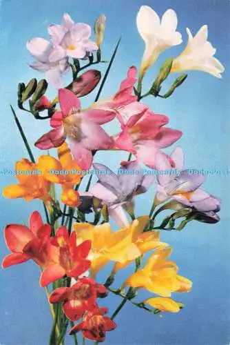 D234609 Freesie eine beliebte Gewächshausblume J Arthur Dixon