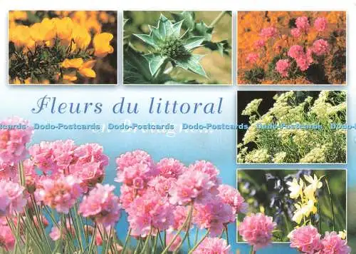 D236882 Fleurs Du Littoral En Bretagne YCA Y R Caoudal Multi View