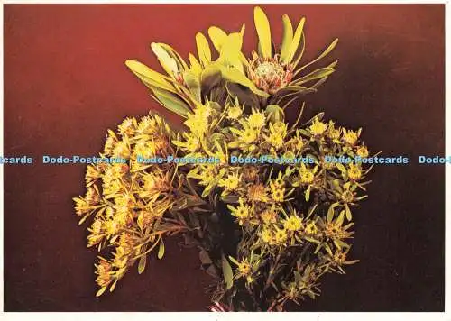 D236889 Leucadendron Pubescens Protea Farbdrucke