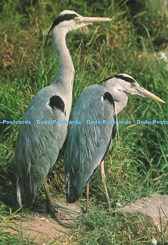 D239223 Reiher J Lachs