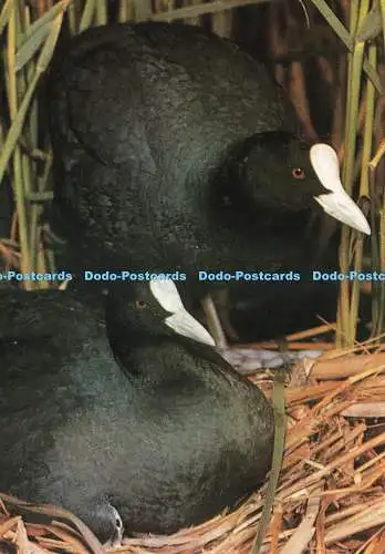 D239224 Coot J Salmon