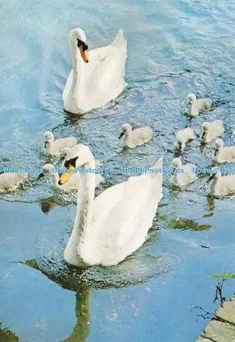 D239225 Swan J Salmon
