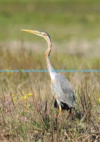 D239235 Sparen Sie Dungeness RSPB-Reserve vor der Erweiterung des Flughafens Lydd Richard Brooks