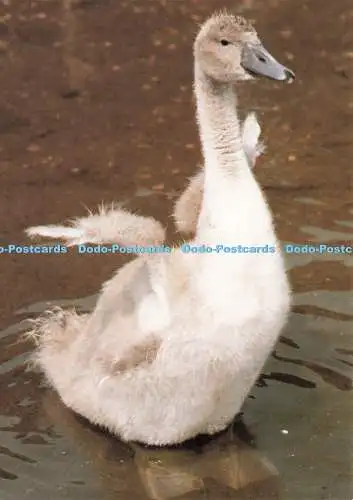 D239236 Dorset I m In a Flap Mute Swans at Abbotsbury Swannery The Delpool Pictu
