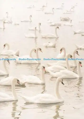 D239237 Dorset Tranquility Mute Swans at Abbotsbury Swannery The Delpool Picture