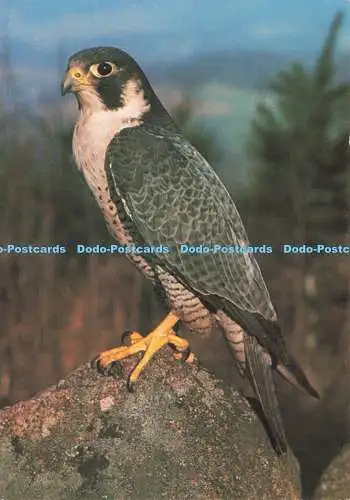 D239239 Peregrine J Arthur Dixon Hans Reinhard Bruce Coleman