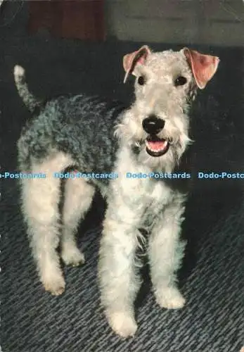 D234683 Hund Krüger 1969