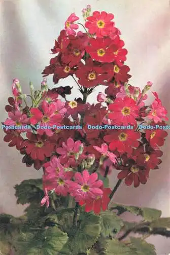 D234684 Primula J Arthur Dixon